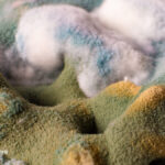 Ar tai susiję su ochratoksino poveikiu?